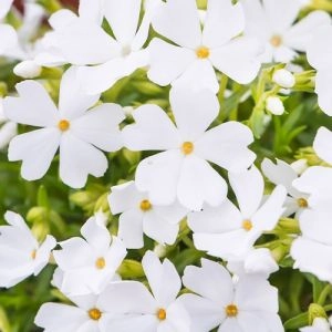 Флокс Fabulous White фото