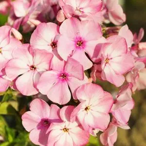 Флокс Famous Pink фото