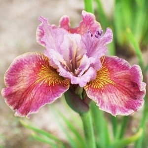 Ирис Sibirica Fancy Me This фото