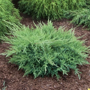 Можжевельник Pfitzeriana Compacta фото