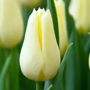 Тюльпан Agrass Creme фото