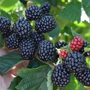 Ежевика Полар фото
