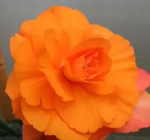 Бегония Multiflora Maxima оранжевая фото