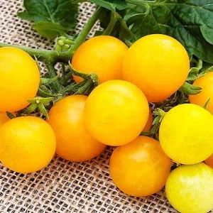Томат Золотой орех ТМ GL Seeds фото
