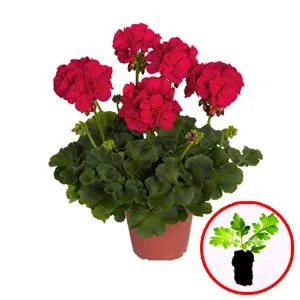 Пеларгония Survivor Cherry Red фото