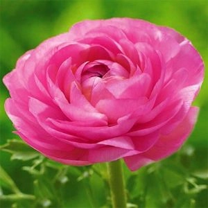 Ранункулюс (лютик) Aviv Pink фото