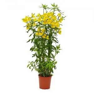 Альстромерия Garden Jewel Yellow фото