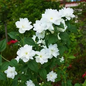 Чубушник Frosty Morn фото