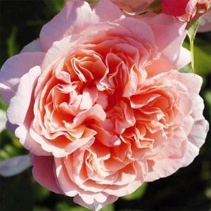 Роза Rose de Tolbiac фото