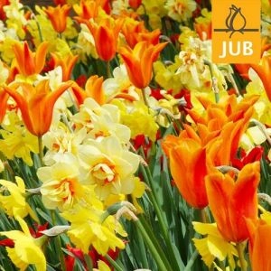 Микс ландшафтный Fireworks (Брендовые луковицы Jub Holland) фото