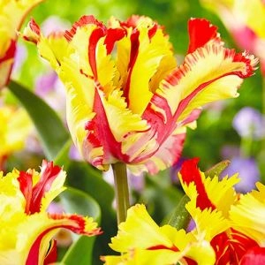 Тюльпан Flaming Parrot фото