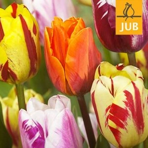 Микс ландшафтный Flaming Beauty Mix (Брендовые луковицы Jub Holland) фото