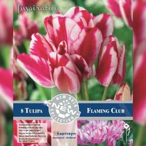Тюльпан Flaming Club (Брендовые луковицы KAPITEYN®) фото