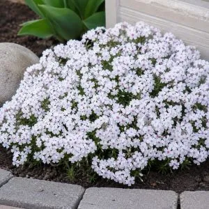 Флокс Amazing Grace фото