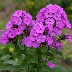 Флокс Amethyst фото
