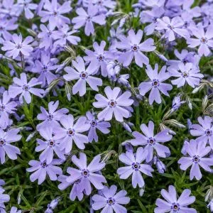 Флокс Emerald Cushion Blue фото