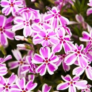 Флокс Kimono Pink-White фото