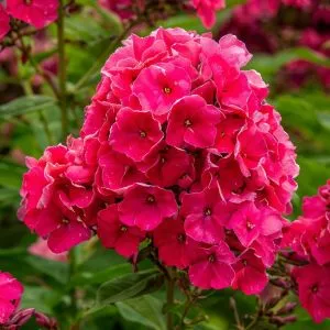 Флокс Tenor (Длительное цветение) фото