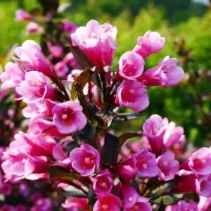 Вейгела Foliis Purpureis фото