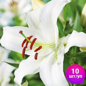 Лилии Forever (Эконом-упаковка 10 шт) фото
