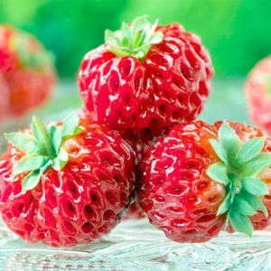Малиника Framberry (Уникальные плоды) фото
