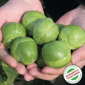 Капуста Брюссельская Касио фото