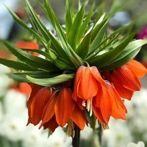 Фритиллярия Imperialis Rubra фото