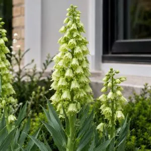 Фритиллярия Persica Ivory Bells фото