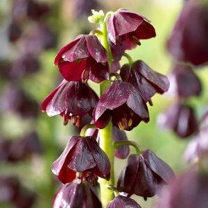 Фритиллярия Purple Dynamite фото