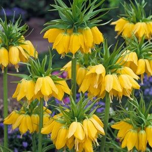 Фритиллярия Imperialis Early Sensation фото
