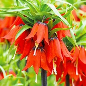 Фритиллярия Rubra Maxima фото