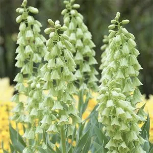 Фритиллярия Persica Alba фото