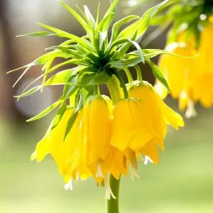 Фритиллярия Imperialis Lutea фото