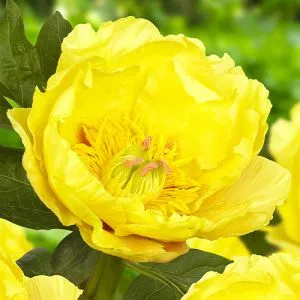 Пион ITOH Garden Treasure 3-5 почек фото