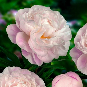Пион Gardenia (Махровые цветы) фото