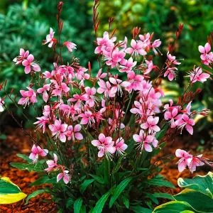 Гаура Cherry Brandy фото