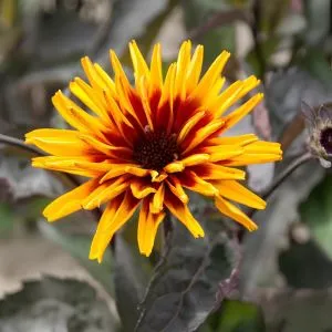 Гелиопсис Yellow Spider фото