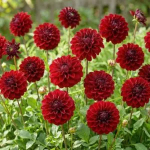 Георгина Red Queen фото