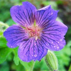 Герань Blue Blood фото