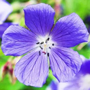 Герань Johnson's Blue фото