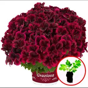Пеларгония Graziosa Merlot Red фото