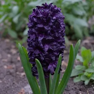 Гиацинт Midnight Sky фото