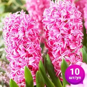 Гиацинт Pink Pearl 10 шт/уп фото