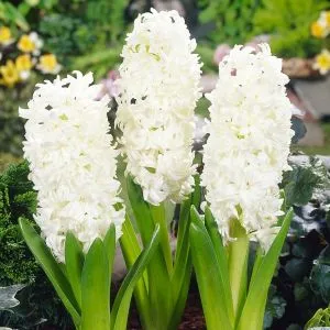 Гиацинт Polar Giant фото