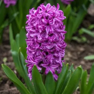 Гиацинт Purple Sensation фото