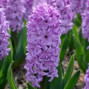 Гиацинт Splendid Cornelia фото