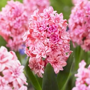 Гиацинт Махровый Spring Beauty фото