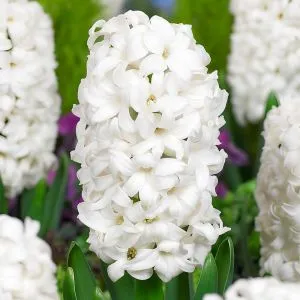 Гиацинт White Lady фото