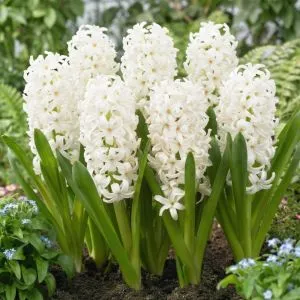 Гиацинт White Pearl фото