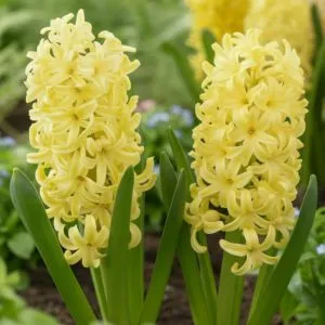 Гиацинт Yellow Queen фото
